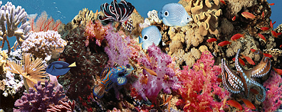 Декор Дельта Керамика Ocean Reef 1 20x50