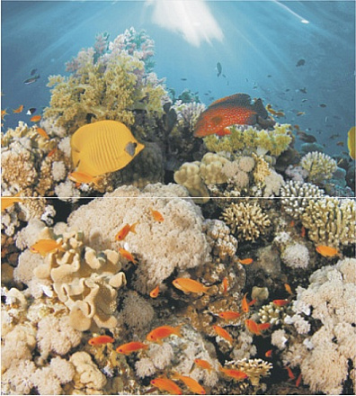 Декор Ceradim Corals 50х45 (комплект)