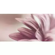 Декор Paradyz Sorenta-Sorro Bianco Durst Kwiaty A 30x60