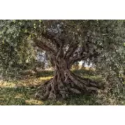 Komar Scenics National Geographic Edition 1 Olive Tree 3,68x2,54