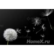 Артвалентто Taraxacum