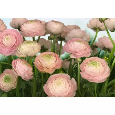 Komar Цветы Gentle Rosé 3,68x2,54