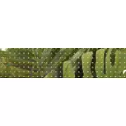 Бордюр Cersanit Tropicana Зеленый 6x25