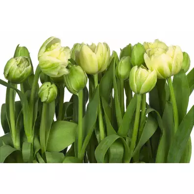 Komar Цветы Tulips 3,68x2,54