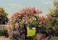 Komar Цветы Rose Garden 3,68x2,54