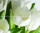 Декор Polcolorit Arco Verde Tulipan 2 25x60 (комплект)