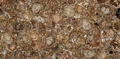 Керамогранит Marmocer Semiprecious Petrified Wood 100x100 MC-SP09