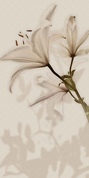 Плитка Gardenia Orchidea Gioia Decoro Lilium 60x120 PF09651 настенная