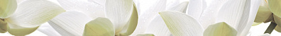 Бордюр Cerrol City White Lilies Listwa 6.5х50
