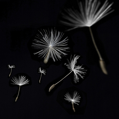 Декор Артвалентто Taraxacum 2 10x10