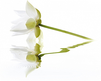 Декор Cerrol City White Lilies 40x50 (комплект)