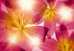 Komar Цветы Summer Sun 3,68x2,54