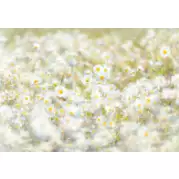Komar Цветы Daisies 3,68x2,54
