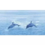 Декор Ceradim Ocean 25x45