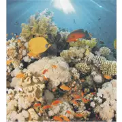 Панно Ceradim Corals Panno 45x50