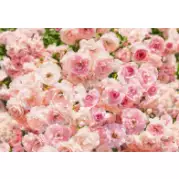 Komar Цветы Rosa 3,68x2,54