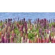 Декор Ceradim Flora 25x45