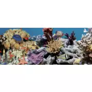 Декор Дельта Керамика Ocean Reef 2 20x50