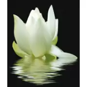 Декор Cerrol City White Lilies 60x50 (комплект)