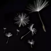 Декор Артвалентто Taraxacum 2 10x10