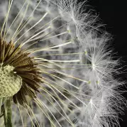 Декор Артвалентто Taraxacum 3 10x10