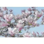 Komar Цветы Magnolia 3,68x2,54