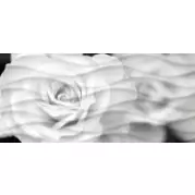 Декор Cersanit Wave Blackflowers роза 20x44