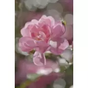 Komar Цветы Bouquet 1,84x2,54