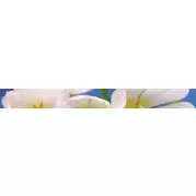 Бордюр Cerrol Porto Blue Garden 6x60